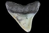 Fossil Megalodon Tooth - North Carolina #80838-1